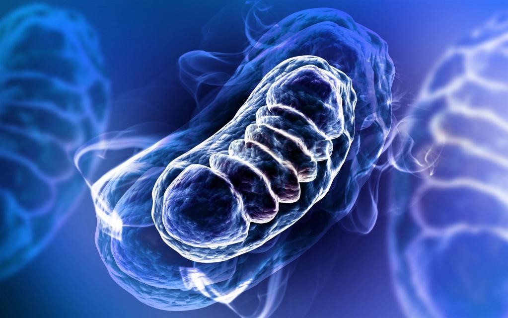 mitochondrien-fettverbrennung